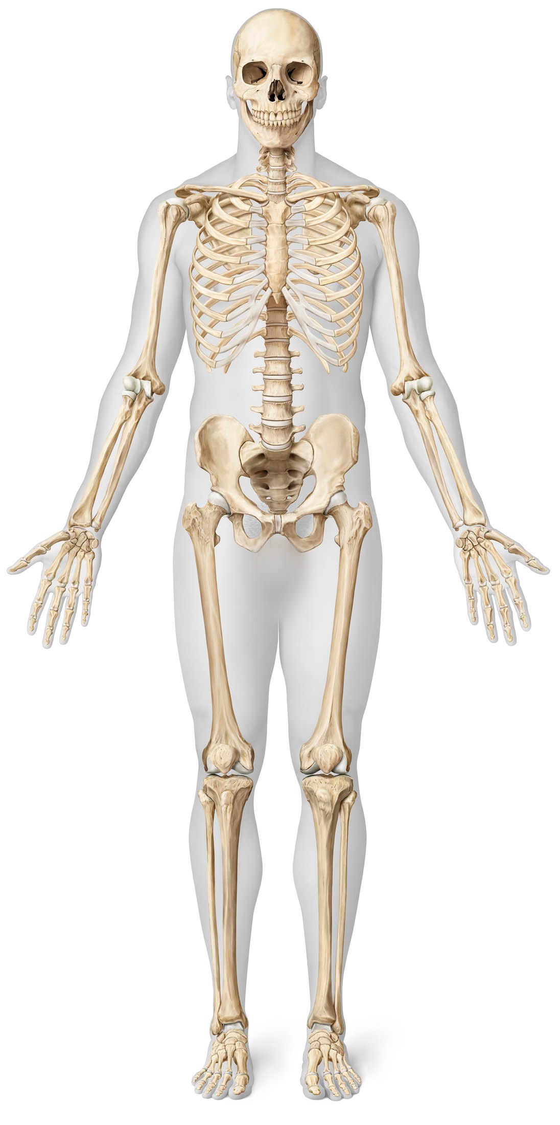 The Virtual Bones adult skeleton, with a hotspot on each body region